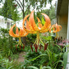 20 Orange TURKS CAP Tiger LILY Lilium Superbum Heirloom Native Perennial Flower Seeds