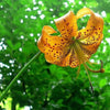 20 Orange TURKS CAP Tiger LILY Lilium Superbum Heirloom Native Perennial Flower Seeds
