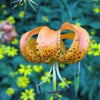 20 Orange TURKS CAP Tiger LILY Lilium Superbum Heirloom Native Perennial Flower Seeds