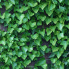 10 BOSTON IVY ( Bostonian Ivy / Wall Ivy ) Parthenocissus Tricuspidata Veitchii Vine Flower Seeds