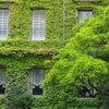 10 BOSTON IVY ( Bostonian Ivy / Wall Ivy ) Parthenocissus Tricuspidata Veitchii Vine Flower Seeds