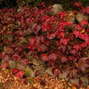 10 BOSTON IVY ( Bostonian Ivy / Wall Ivy ) Parthenocissus Tricuspidata Veitchii Vine Flower Seeds