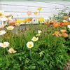 2500 ICELAND POPPY MIX Papaver Nudicaule Mixed Colors Flower Seeds