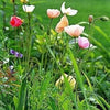2500 ICELAND POPPY MIX Papaver Nudicaule Mixed Colors Flower Seeds