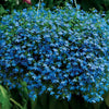 200 BLUE SAPPHIRE LOBELIA Erinus Trailing for Planters or Groundcover Flower Seeds