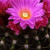 50 CACTUS MIX 'Finest Mixed' Succulent Flower Plant Seeds
