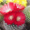 50 CACTUS MIX 'Finest Mixed' Succulent Flower Plant Seeds