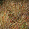 50 PHEASANT TAILS GRASS Feather Reed New Zealand Wind Stipa Arundinacea syn Anemanthele Lessoniana Ornamental Grass Seeds