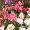 50 Mixed OSTRICH PLUME ASTER Feather Spider Callistephus Chinensis Flower Seeds