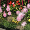 50 Mixed OSTRICH PLUME ASTER Feather Spider Callistephus Chinensis Flower Seeds