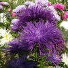 50 Mixed OSTRICH PLUME ASTER Feather Spider Callistephus Chinensis Flower Seeds