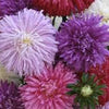 50 Mixed OSTRICH PLUME ASTER Feather Spider Callistephus Chinensis Flower Seeds