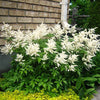 50 MIXED Colors ASTILBE BUNTER Astilbe Simplicifolia Shade Red White Purple Pink Flower Seeds