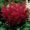 50 MIXED Colors ASTILBE BUNTER Astilbe Simplicifolia Shade Red White Purple Pink Flower Seeds