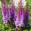 50 MIXED Colors ASTILBE BUNTER Astilbe Simplicifolia Shade Red White Purple Pink Flower Seeds