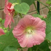 50 Mixed Colors HOLLYHOCK COUNTRY ROMANCE Mix Alcea Rosea Flower Seeds
