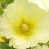 50 Mixed Colors HOLLYHOCK COUNTRY ROMANCE Mix Alcea Rosea Flower Seeds