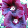 50 Mixed Colors HOLLYHOCK COUNTRY ROMANCE Mix Alcea Rosea Flower Seeds