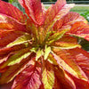 100 ILLUMINATION AMARANTHUS Tricolor ( Summer Poinsettia / Vegetable Amaranth ) Flower Seeds