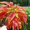 100 ILLUMINATION AMARANTHUS Tricolor ( Summer Poinsettia / Vegetable Amaranth ) Flower Seeds