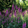 1000 FOXGLOVE EXCELSIOR MIX Digitalis Purpurea Mixed Colors Flower Seeds