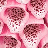 1000 FOXGLOVE EXCELSIOR MIX Digitalis Purpurea Mixed Colors Flower Seeds