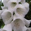 1000 FOXGLOVE EXCELSIOR MIX Digitalis Purpurea Mixed Colors Flower Seeds