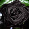 5 BLACK ROSE Rosa Bush Shrub Perennial Flower Seeds