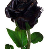 5 BLACK ROSE Rosa Bush Shrub Perennial Flower Seeds