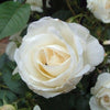 5 WHITE ROSE Rosa Bush Shrub Perennial Flower Seeds