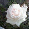 5 WHITE ROSE Rosa Bush Shrub Perennial Flower Seeds