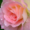 5 PINK ROSE Rosa Bush Shrub Perennial Flower Seeds
