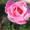 5 PINK ROSE Rosa Bush Shrub Perennial Flower Seeds