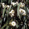 25 TASMANIAN Blue Gum TREE / EUCALYPTUS Globulus Flower Seeds