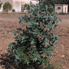 25 TASMANIAN Blue Gum TREE / EUCALYPTUS Globulus Flower Seeds