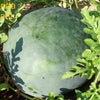 50 FLORIDA GIANT WATERMELON Cannon Ball Black Diamond Citrullus Fruit Seeds