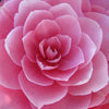 100 Mixed Colors DOUBLE CAMELLIA IMPATIENS (Balsam / Lady Slipper / Touch Me Not) Impatiens Balsamina Flower Seeds