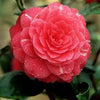 100 Mixed Colors DOUBLE CAMELLIA IMPATIENS (Balsam / Lady Slipper / Touch Me Not) Impatiens Balsamina Flower Seeds