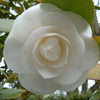 100 Mixed Colors DOUBLE CAMELLIA IMPATIENS (Balsam / Lady Slipper / Touch Me Not) Impatiens Balsamina Flower Seeds