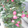 100 Mixed Colors DOUBLE CAMELLIA IMPATIENS (Balsam / Lady Slipper / Touch Me Not) Impatiens Balsamina Flower Seeds