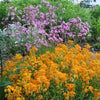 300 ENGLISH Aegean WALLFLOWER Cheiranthus Cheiri Seeds