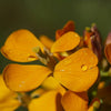 300 ENGLISH Aegean WALLFLOWER Cheiranthus Cheiri Seeds