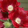 25 MAROON RED HOLLYHOCK Alcea Rosea Flower Seeds Perennial