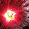 25 MAROON RED HOLLYHOCK Alcea Rosea Flower Seeds Perennial