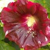 25 MAROON RED HOLLYHOCK Alcea Rosea Flower Seeds Perennial