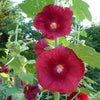 25 MAROON RED HOLLYHOCK Alcea Rosea Flower Seeds Perennial