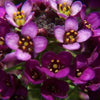 100 EASTER BONNET ALYSSUM Lobularia Maritima Bright Purple Flower Seeds
