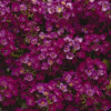 100 EASTER BONNET ALYSSUM Lobularia Maritima Bright Purple Flower Seeds