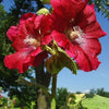 25 DARK RED HOLLYHOCK Alcea Rosea Flower Seeds Perennial