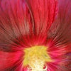 25 DARK RED HOLLYHOCK Alcea Rosea Flower Seeds Perennial